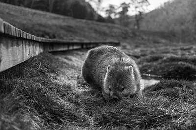 Black and white photo of a wombat forraging